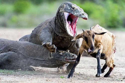 Rồng Komodo - quái thú 'như khủng long' còn sót lại trên Trái Đất đáng sợ thế nào?