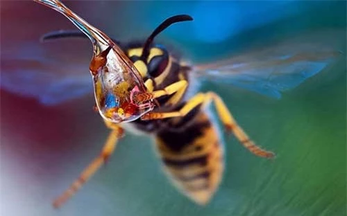Ảnh đẹp: Cận cảnh ong uống nước - 6