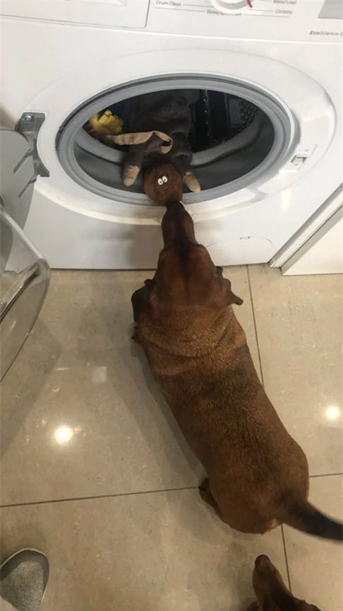 Chú chó đứng canh máy giặt hàng tiếng đồng hồ để lấy lại món đồ bất ly thân