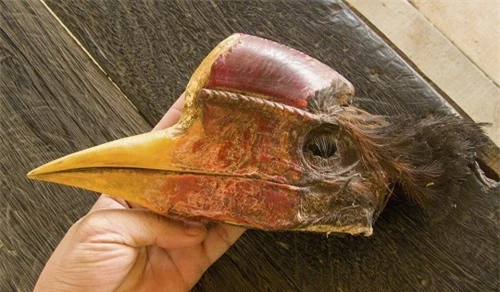 Cơn khát 'sừng đỏ': Bi kịch tuyệt chủng của loài chim cổ - 5