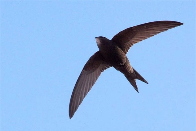Loài chim “độc nhất vô nhị” có thể bay 10 tháng không cần hạ cánh - 1