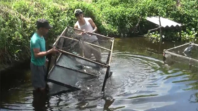 Quảng Bình: Dân bãi ngang thoát nghèo nhờ ...nuôi cá lóc trên vùng cát trắng - 4