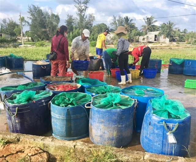 Quảng Bình: Dân bãi ngang thoát nghèo nhờ ...nuôi cá lóc trên vùng cát trắng - 6