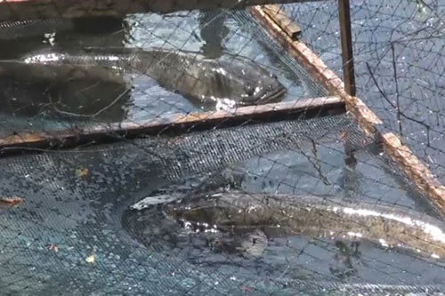 Quảng Bình: Dân bãi ngang thoát nghèo nhờ nuôi cá lóc trên vùng cát trắng