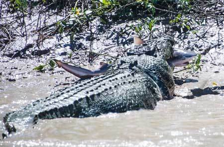 Cá sấu cụt chân "xơi tái" cá mập để trả thù
