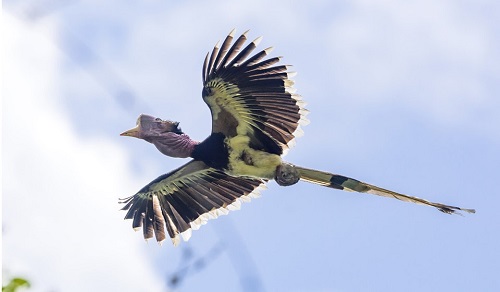 Cơn khát 'sừng đỏ': Bi kịch tuyệt chủng của loài chim cổ