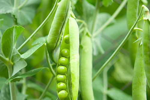 Loại thực phẩm được mệnh danh là 'vua giải độc', làm sạch máu, hãy ăn thường xuyên để sống khỏe, sống thọ