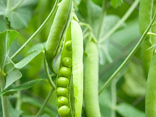 Loại thực phẩm được mệnh danh là 'vua giải độc', làm sạch máu, hãy ăn thường xuyên để sống khỏe, sống thọ