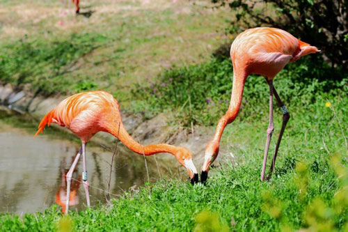 Sự thật về quy tắc kết đôi 'sống chết có nhau' của chim hồng hạc