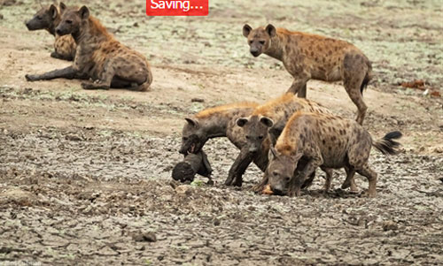 Voi mẹ đau đớn khi nhìn con bị xé xác ngay bên cạnh