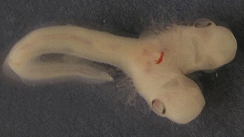 Phát hiện phôi cá mập 2 đầu cực hiếm