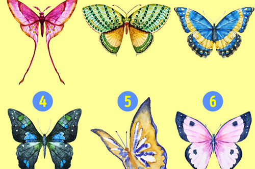 Trắc nghiệm: Màu sắc cánh bướm mô tả nội tâm của bạn