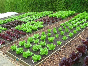 CLIP: Hướng dẫn làm dung dịch tiêu diệt sâu ăn lá từ nguyên liệu tự nhiên cực đơn giản