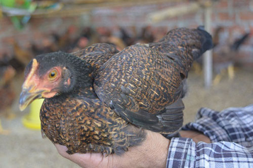 Quảng Nam: "Danh bất hư truyền" gà tre Đèo Le