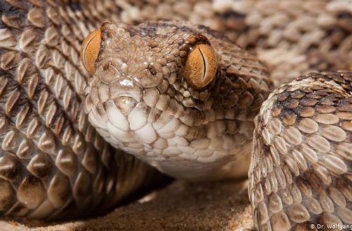 Bất ngờ phát hiện 1 loại thuốc sẵn có chữa được rắn cắn