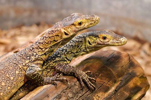 Hi hữu: Rồng Komodo sinh ba bên trong sở thú Ấn Độ
