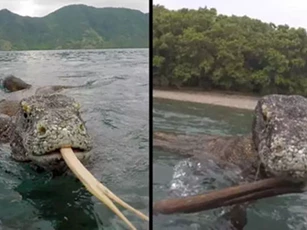 Khoảnh khắc kinh hoàng khi đối mặt với rồng Komodo ngoài khơi Indonesia