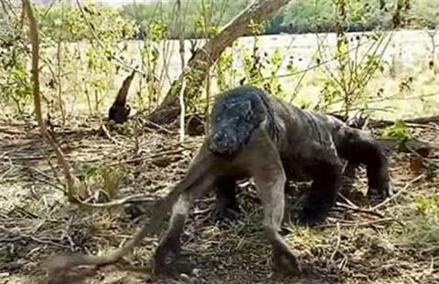 Kinh hoang rong Komodo nuot chung khi lon