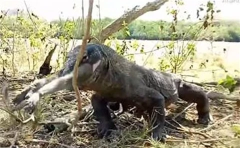 Kinh hoang rong Komodo nuot chung khi lon