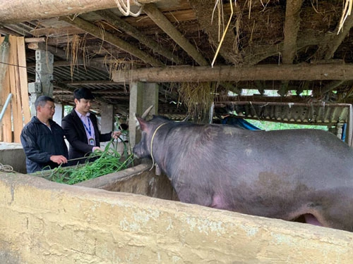 Cán bộ Ngân hàng CSXH huyện Bắc Hà kiểm tra mô hình nuôi trâu của ông Vàng Văn Chanh (ảnh chụp trước 16/3/2020).