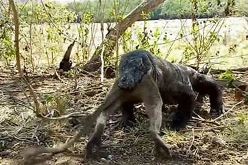 Kinh hoàng trước cảnh rồng Komodo nuốt chửng khỉ lớn