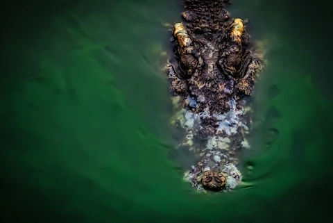 Cá sấu nước mặn là một trong những quái vật thực thụ thời hiện đại.