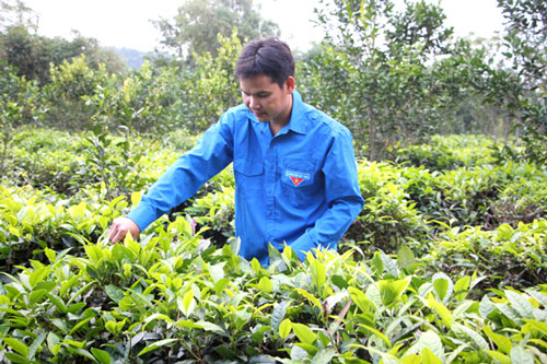 Hà Giang: Chàng thanh niên làm giàu từ mô hình VAC