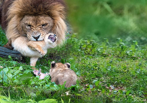 Sư tử bố bất lực trước lũ con "nghịch như quỷ" khiến dân mạng vừa buồn cười vừa thương