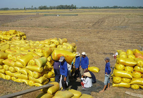 Giá gạo xuất khẩu lên cao nhất 2 năm