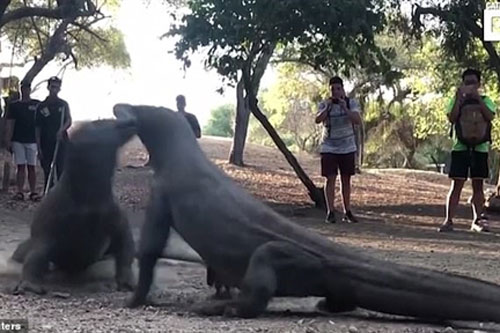 Rồng Komodo bất chấp tất cả để kịch chiến giành bạn tình