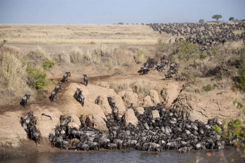 Đàn linh dương đầu bò vượt sông vô tình khiến hà mã nổi điên