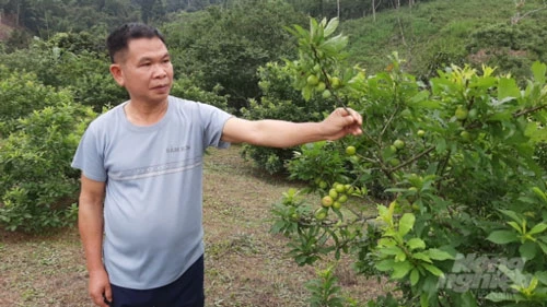 Từ nuôi cá trong rừng, gia đình ông Kiếu trồng thêm được hơn 6ha cây ăn quả và bắt đầu cho thu nhập. Ảnh: Toán Nguyễn.