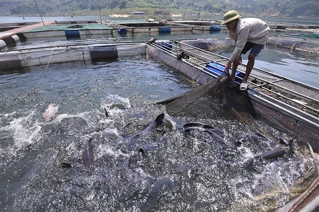 Cho cá "tập thể dục" giúp nâng cao chất lượng nhưng đòi hỏi các thành viên HTX thủy sản Hồ Quỳnh phải mất nhiều công sức (Ảnh: TL)