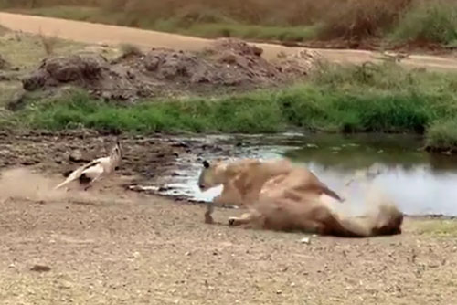 Linh dương Thomson né đòn tuyệt đỉnh khiến sư tử ‘bẽ mặt’