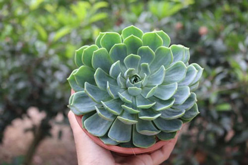 CLIP: Mách bạn cách trồng và chăm sóc sen đá phát triển khỏe mạnh