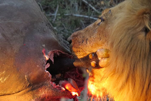 Trâu rừng mang thai chết thảm dưới vuốt bầy sư tử dữ