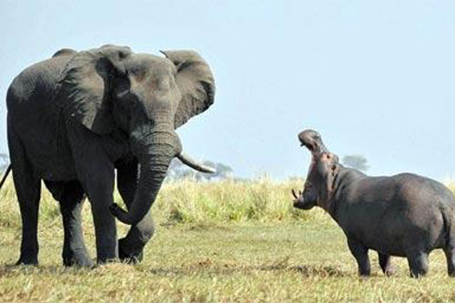 Hà mã dũng mãnh đối đầu với voi