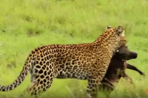 CLIP: Mẹ con lợn bướu 'chạm mặt' báo hoa mai và cái kết