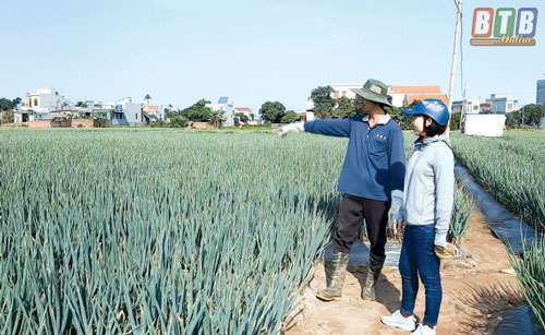 Thái Bình: Làm giàu nhờ trồng hành xuất khẩu