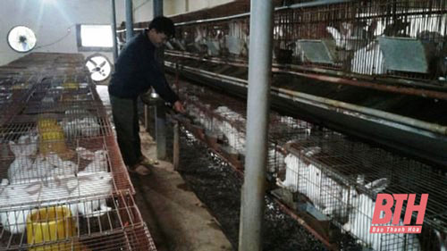 Thanh Hóa: Làm giàu từ mô hình nuôi thỏ