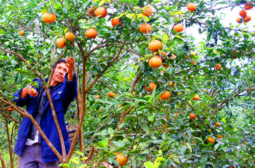 Quảng Ninh: Chuyện xóa nghèo ở "Vương quốc cam" Vạn Yên