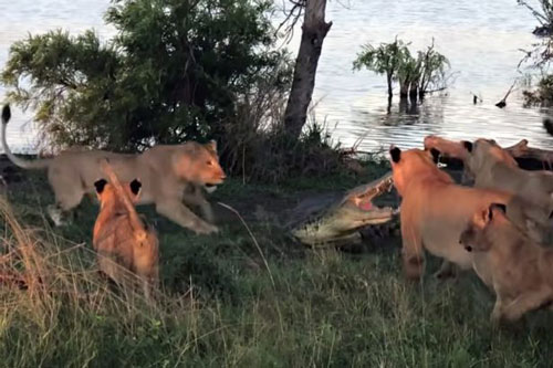 Cận cảnh cuộc ác chiến nảy lửa giữa cá sấu và 5 con sư tử