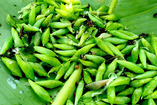 Khám phá mùa săn sâu muồng ở Tây Nguyên