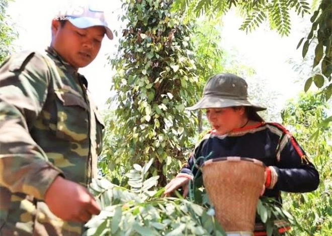 Chị Mlô chăm chú bắt sâu muồng.