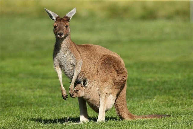 Những sự thật ít biết về loài kangaroo - ảnh 1