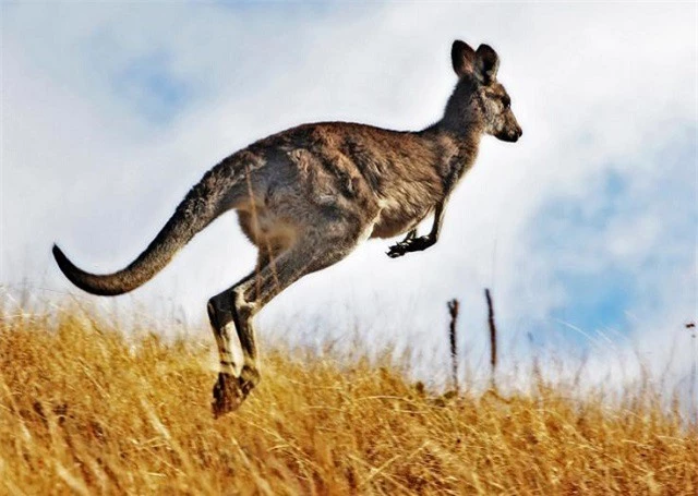 Những sự thật ít biết về loài kangaroo - ảnh 3