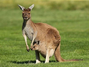 Những sự thật ít biết về loài kangaroo