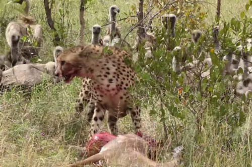 Bầy kền kền ‘cướp’ bữa ăn của báo săn, nhưng cuối cùng lại giúp sư tử có bữa tiệc thịnh soạn