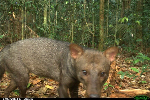 Bẫy ảnh của ông Rocha và các cộng sự chụp được hình ảnh của một con chó tai ngắn trong rừng Amazon. Ảnh: Daniel Rocha/New York Times.