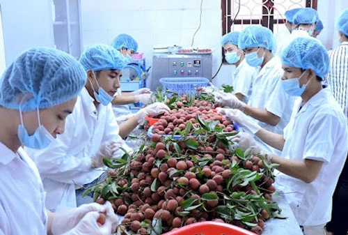 Tìm thị trường mới cho nông sản Việt Nam (Ảnh: Tư liệu) 